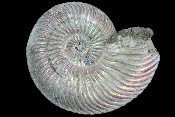 Iridescent Ammonite (Quenstedticeras) Fossil With Pyrite #78513